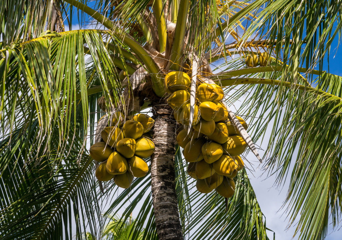 "Bunches of yellow coconuts at top of tropical palm tree" by Steve Heap - $8.21 "Bunches of yellow coconuts at top of tropical palm tree" stock image