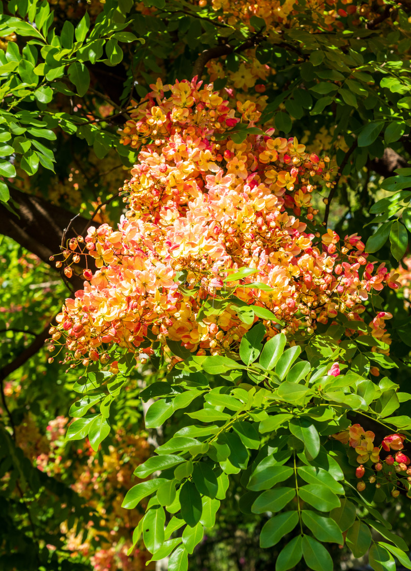 "Gorgeous rainbow shower tree blossoms in Hawaii" by Steve Heap - $8.21 "Gorgeous rainbow shower tree blossoms in Hawaii" stock image