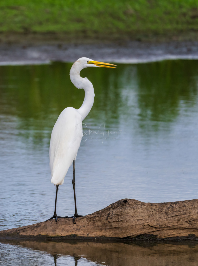 "Great Egret on the stumps of bald cypress trees in Atchafalaya basin" stock image