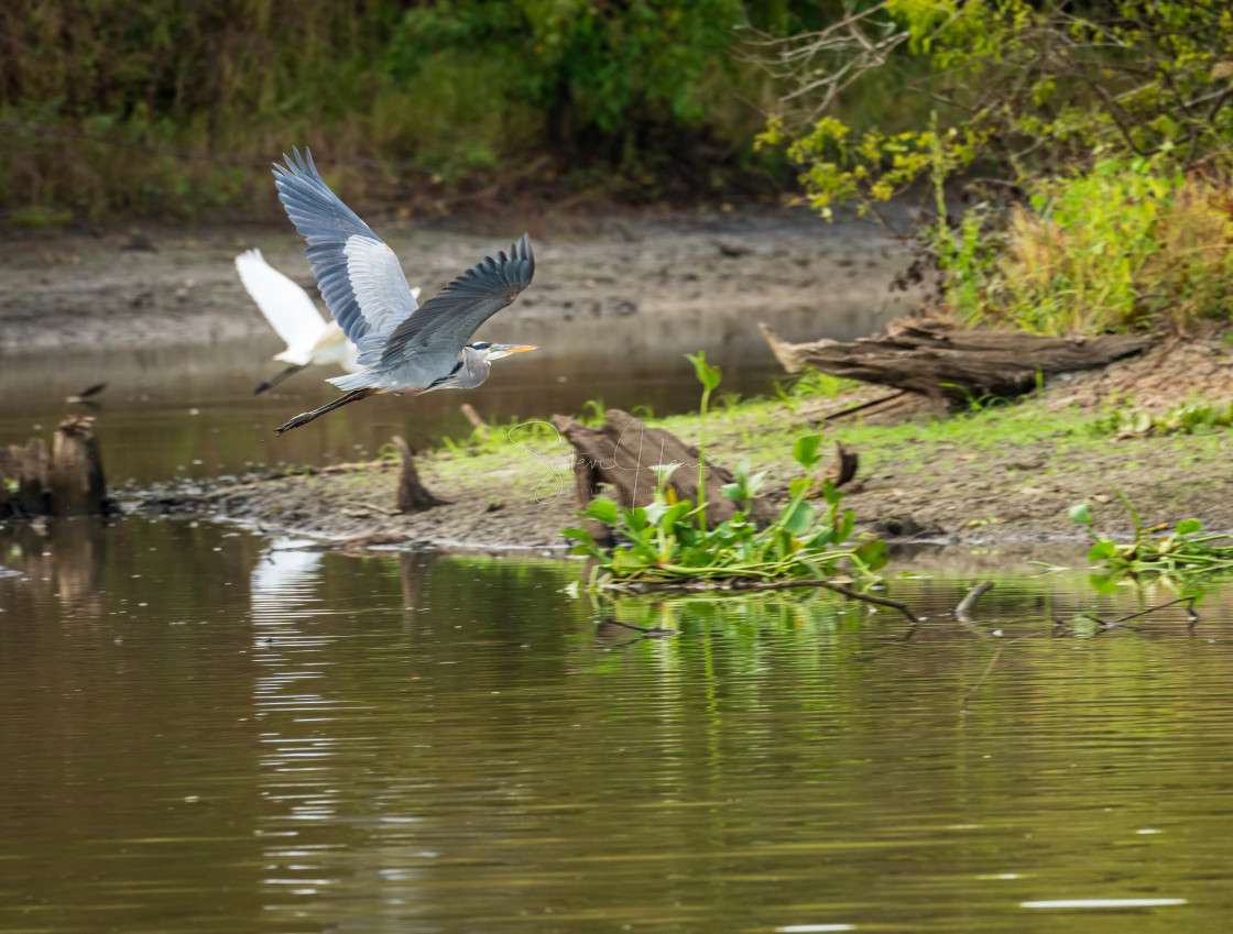 "Great blue heron flying above calm water in Atchafalaya basin" stock image