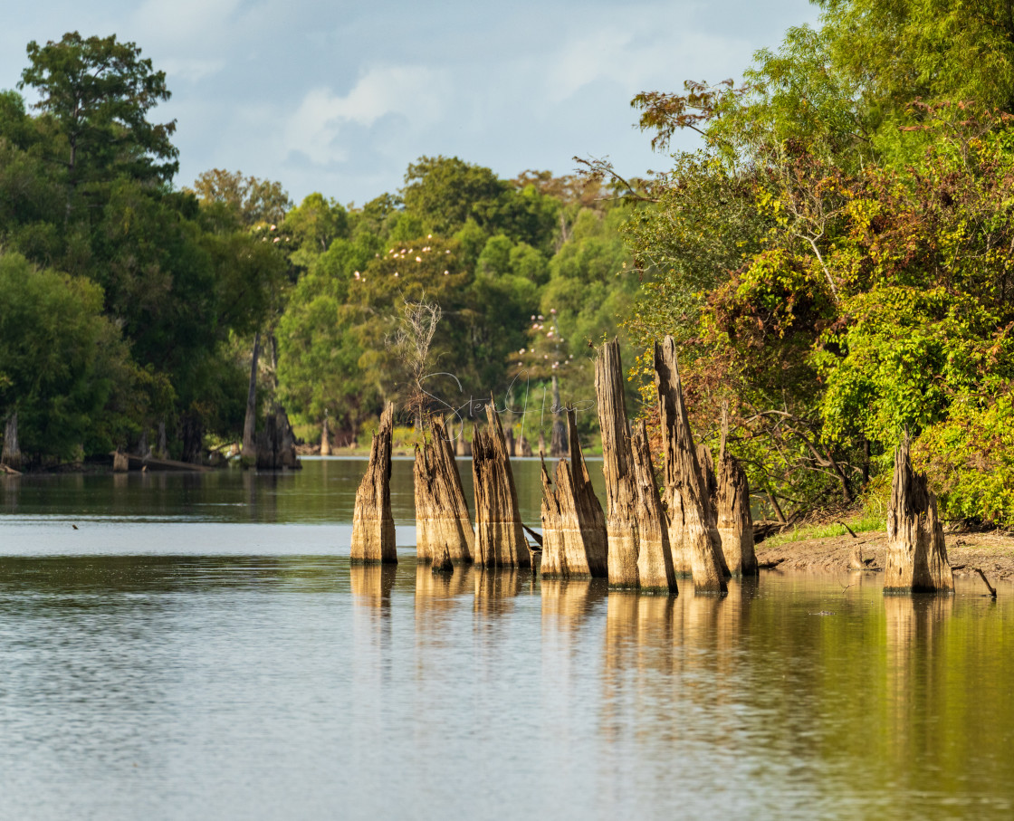 "Stumps of bald cypress trees rise out of water in Atchafalaya basin" stock image