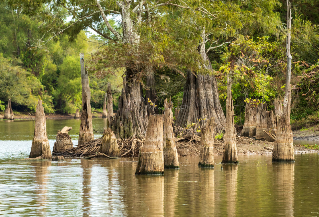 "Stumps of bald cypress trees rise out of water in Atchafalaya basin" stock image