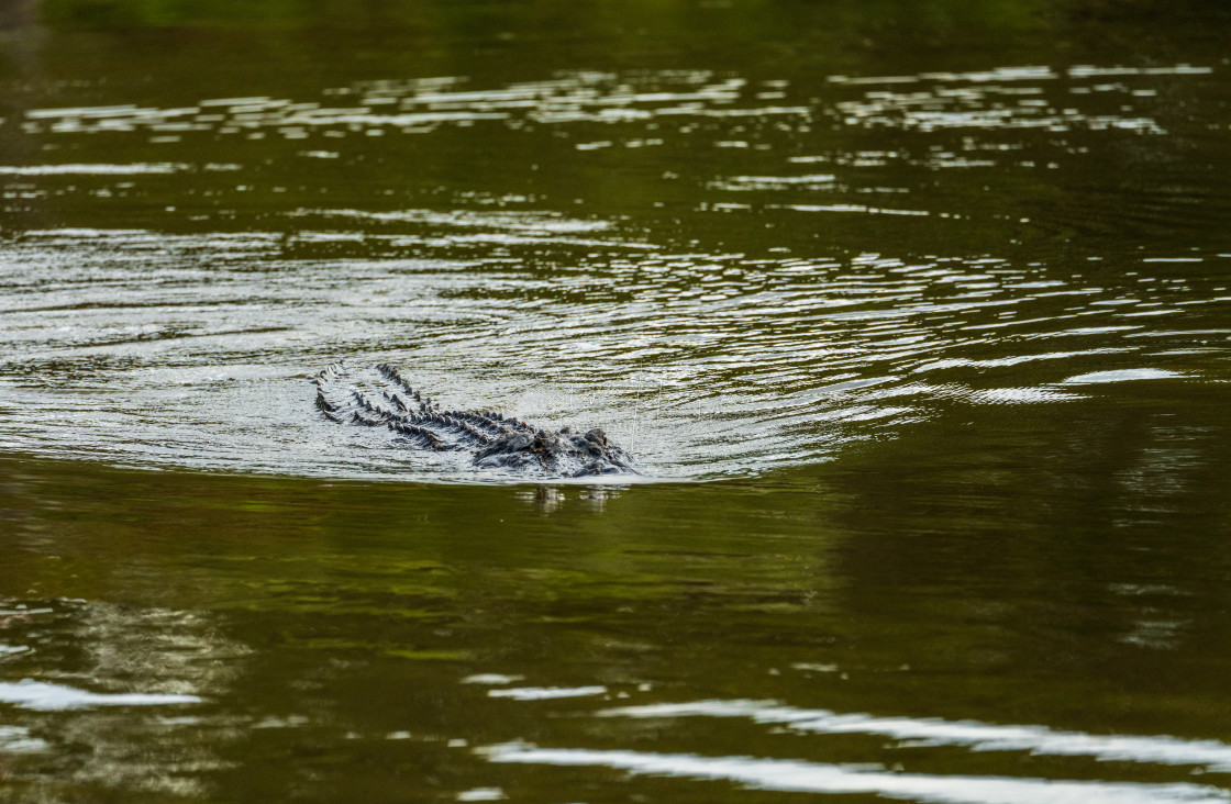 "American alligator approaching across calm waters of Atchafalaya basin" stock image