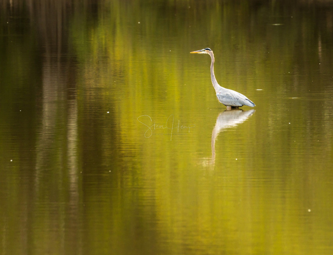 "Great blue heron standing in calm water in Atchafalaya basin" stock image