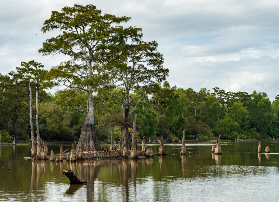 "Large bald cypress trees rise out of water in Atchafalaya basin" stock image