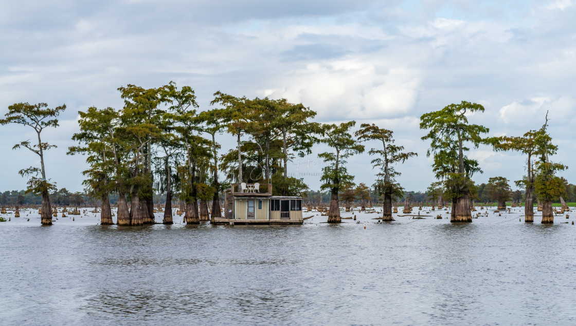 "Houseboat by stumps of bald cypress trees in Atchafalaya basin" stock image