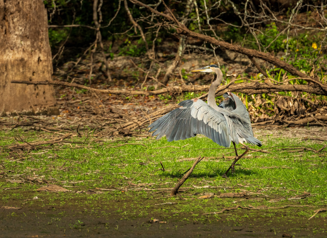 "Great blue heron standing by calm water in Atchafalaya basin" stock image