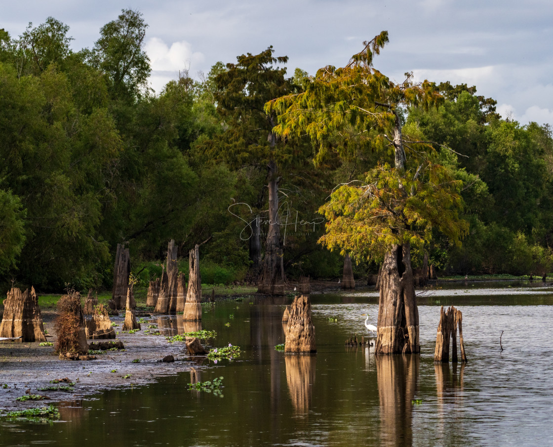"Stumps of bald cypress trees rise out of water in Atchafalaya basin" stock image