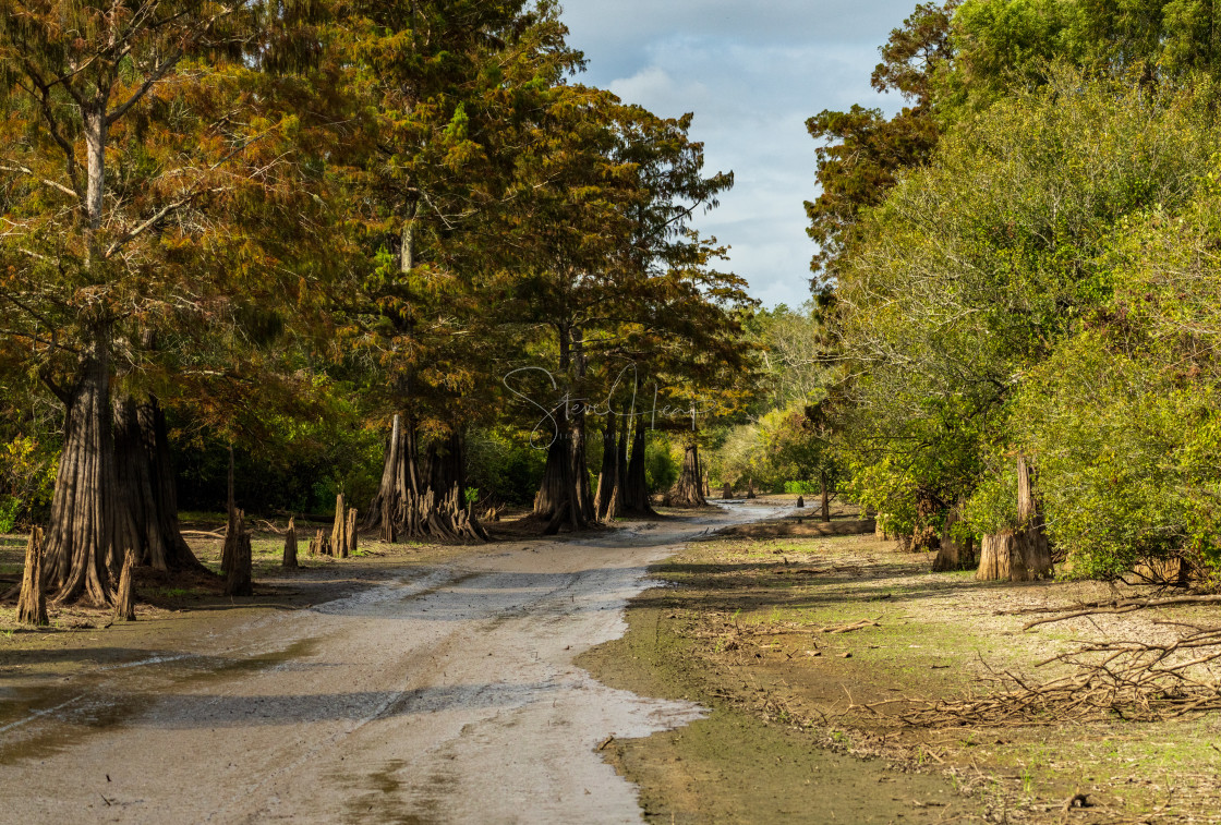 "Muddy track channel taken by airboats in Atchafalaya basin" stock image