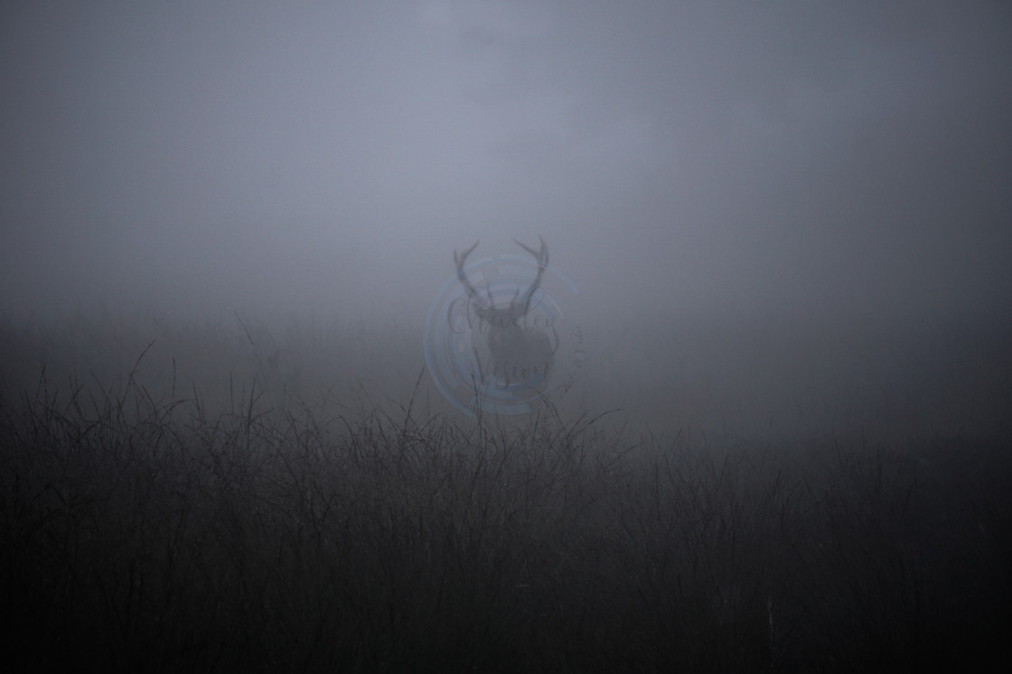 "Mist-ical Deer" by Charley Vision - $12.64 "Mist-ical Deer" stock image