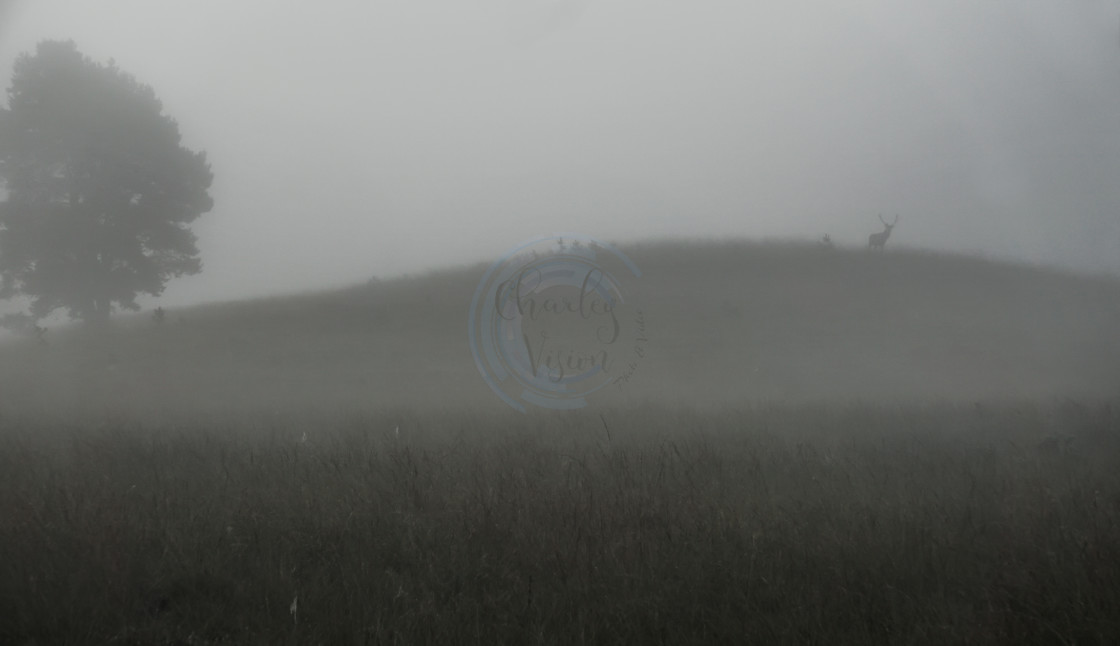 "Mist-ical Deer" by Charley Vision - $5.06 "Mist-ical Deer" stock image