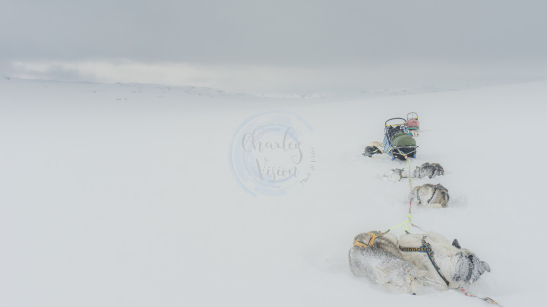 "Let it snow - Arctic Expedition" by Charley Vision - $5.06 "Let it snow - Arctic Expedition" stock image