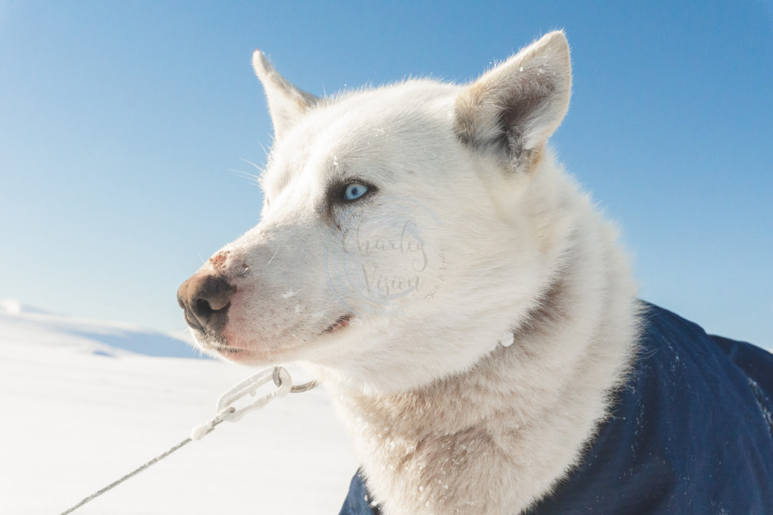 "Dogs from my Arctic Expedition" by Charley Vision - $5.02 "Dogs from my Arctic Expedition" stock image