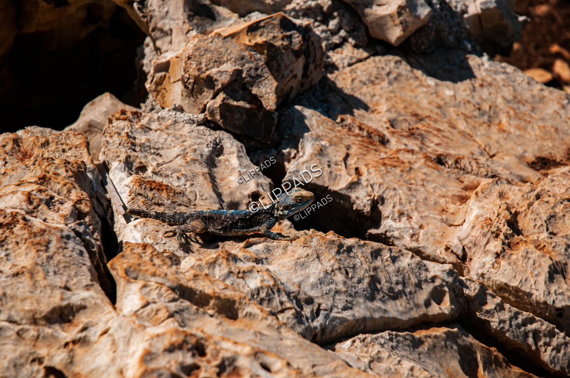 "Lizard on a Rock" stock image