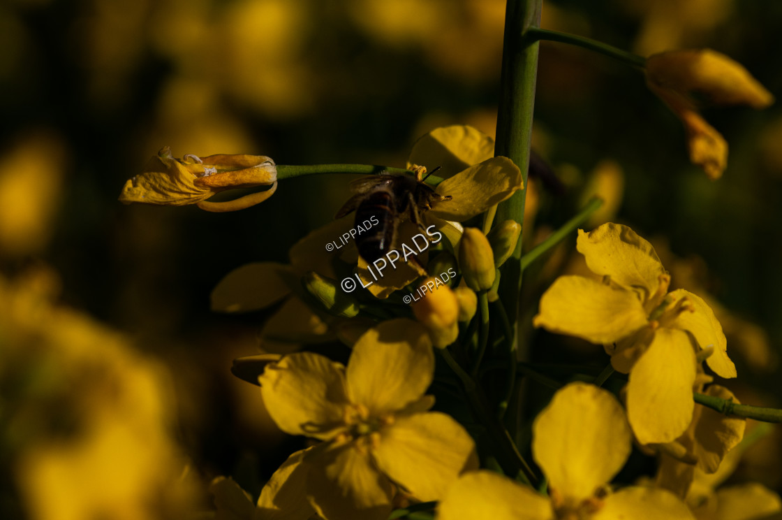 "A busy bee at work" stock image