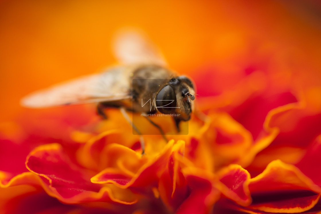 "Bee on a marigold flower" by Maarten Zeehandelaar - $18.47 "Bee on a marigold flower" stock image