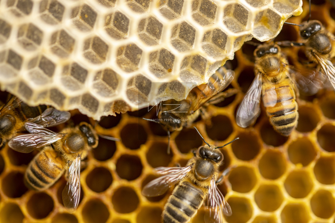 "Busy Bees" by Maarten Zeehandelaar - $18.43 "Busy Bees" stock image