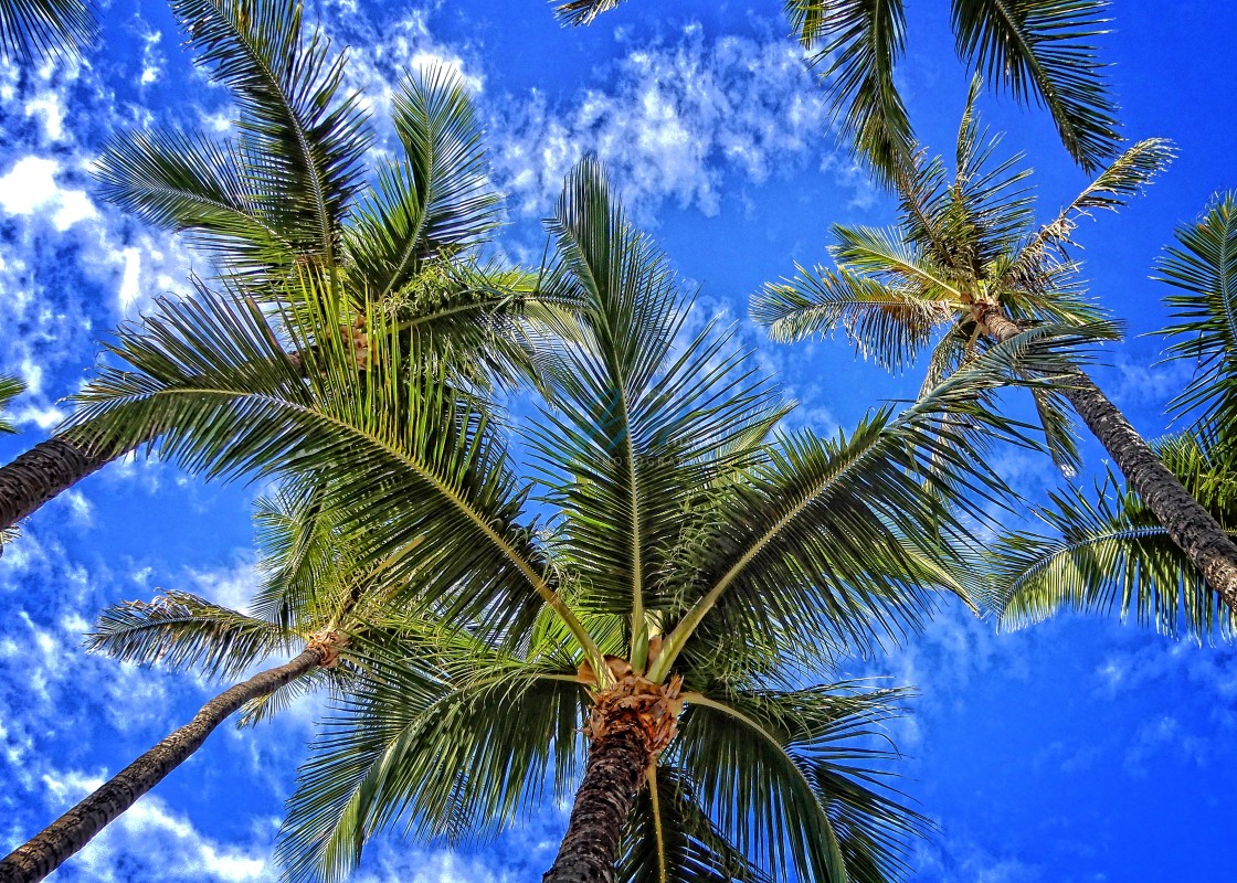 "Maui Palms" stock image