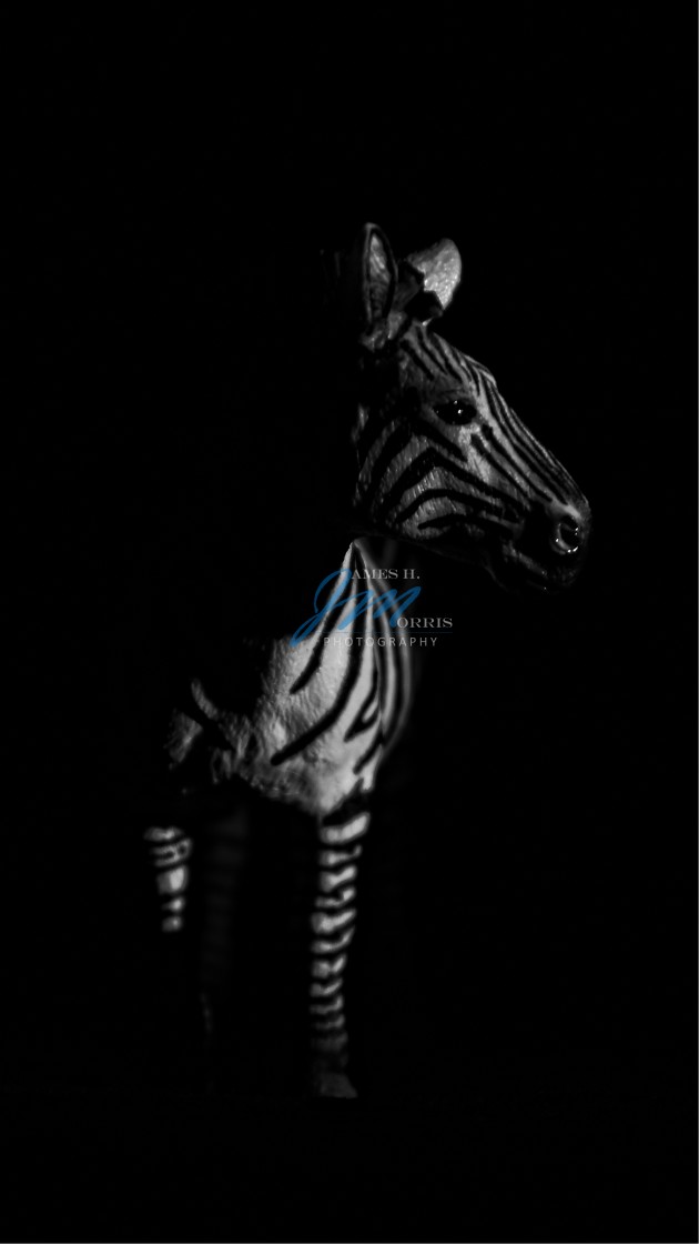 "Zebra" stock image