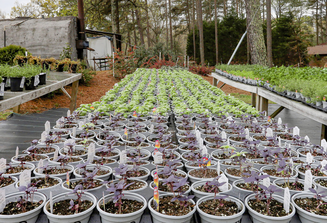 "Herbs for Sale" stock image