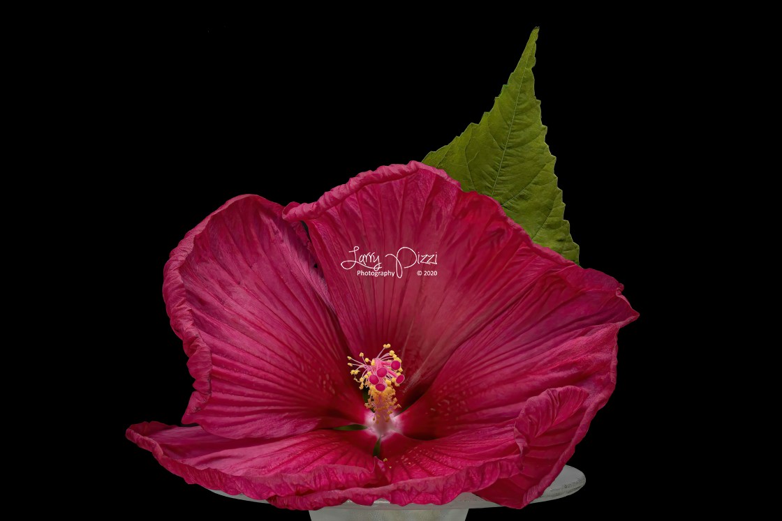 "Flower Portrait: Hibiscus" stock image