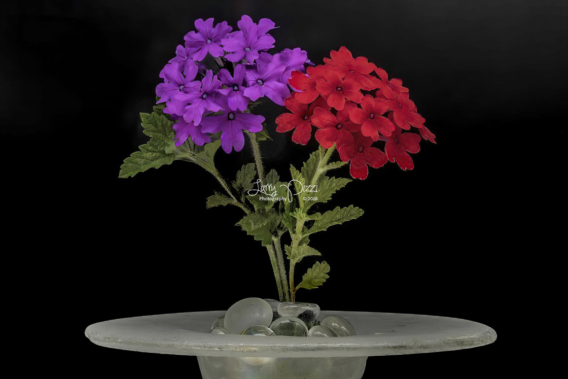 "Flower Portrait: Verbena" stock image