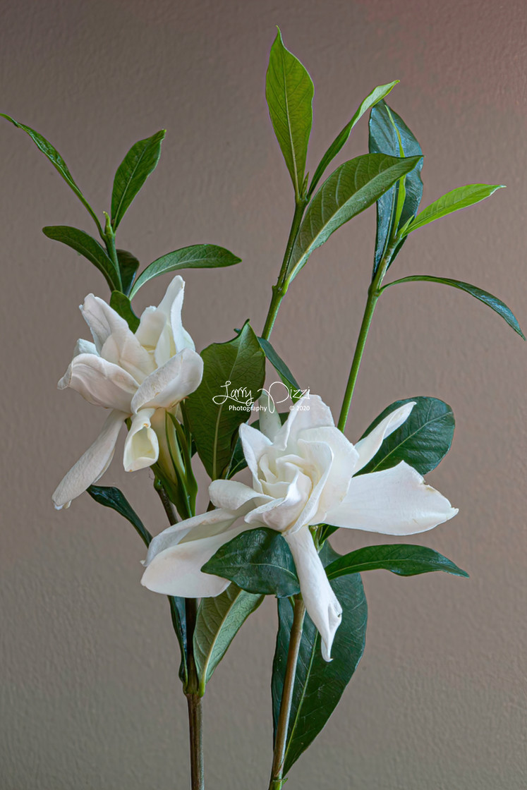 "Gardenia" stock image