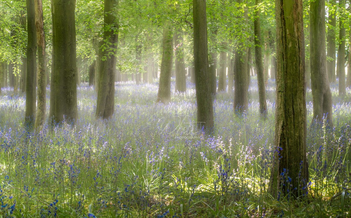 "Misty Bluebells" stock image