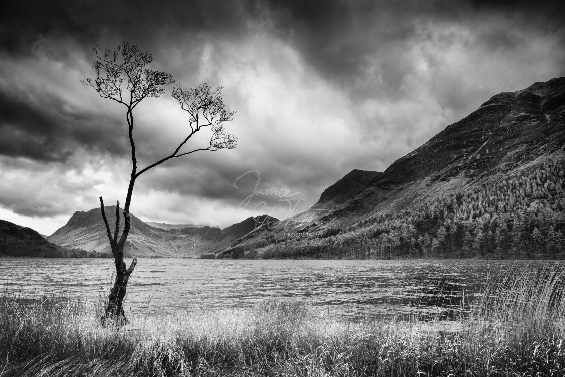 "Drowning Tree" stock image