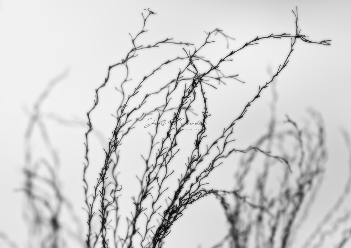 "Blowing in the breeze" stock image