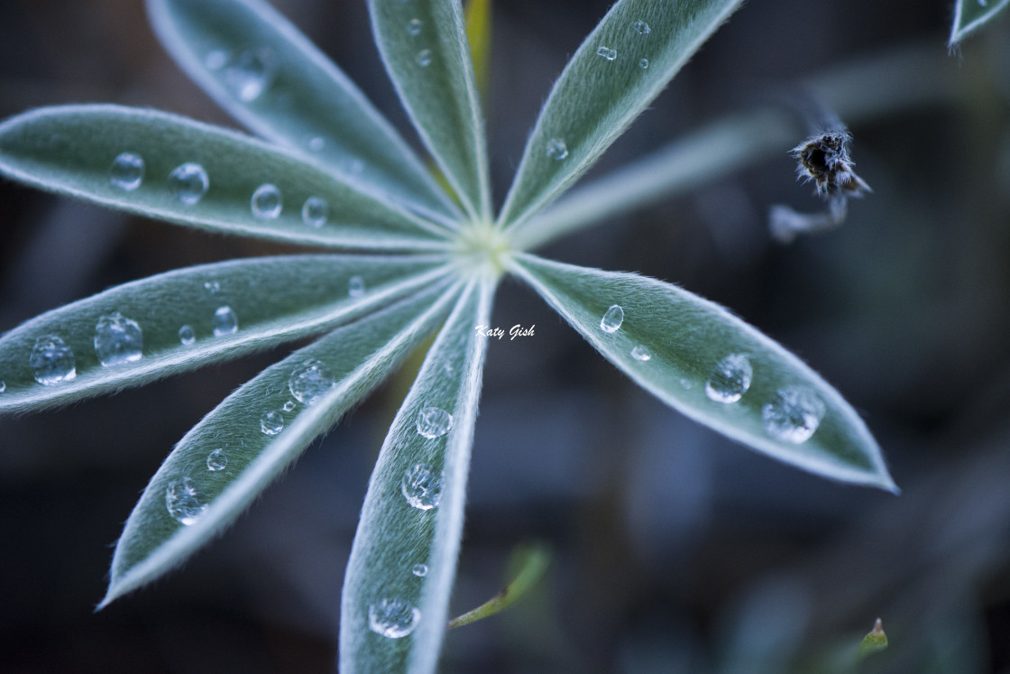 "Drops" stock image