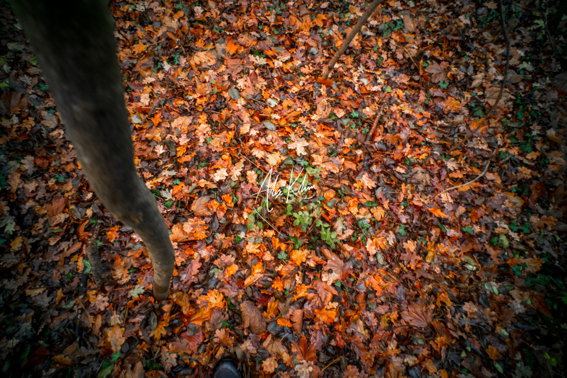 "Autumn leaves 2" by Alex Klim - $12.44 "Autumn leaves 2" stock image