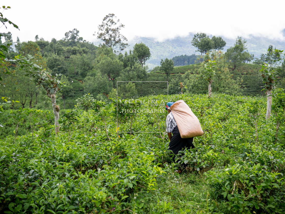 "Tea plantation" stock image