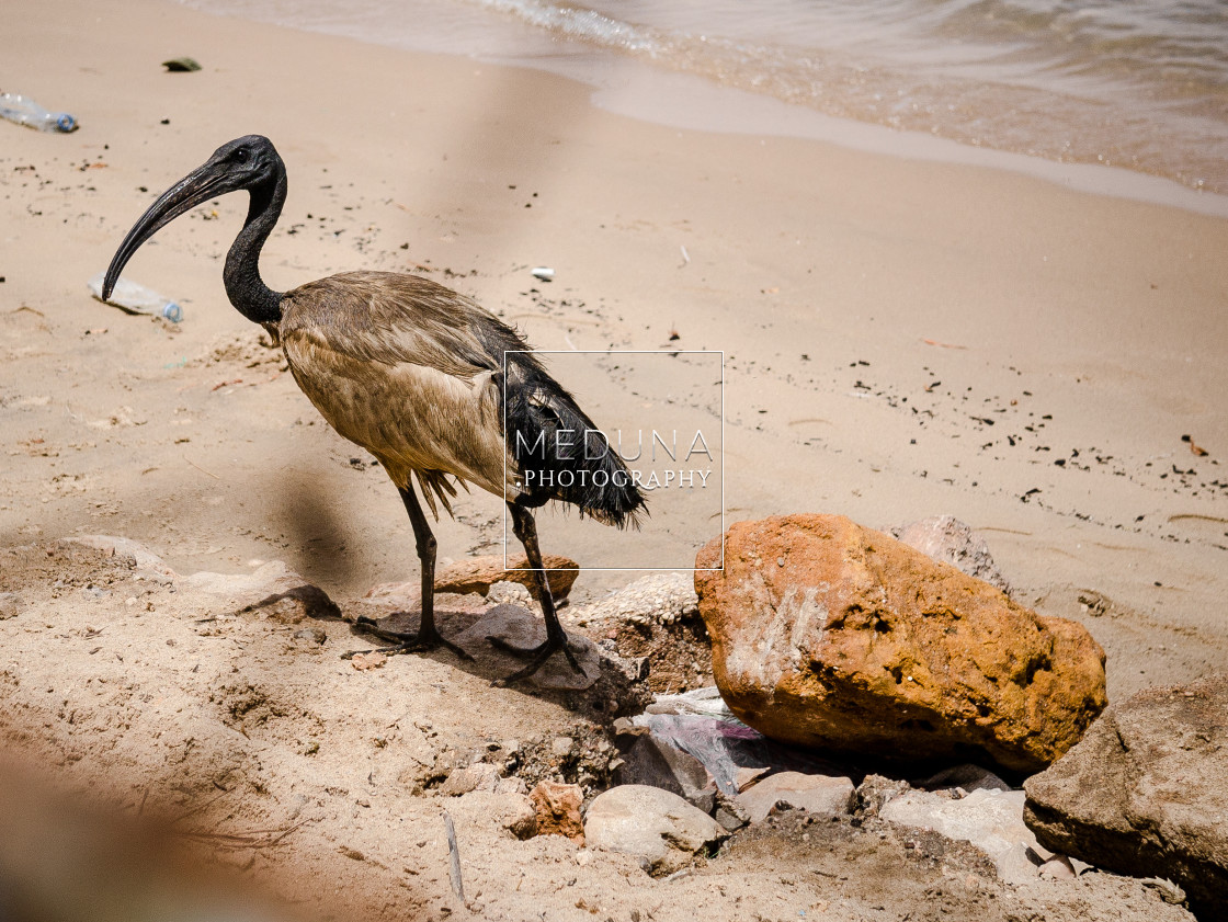 "African sacred ibis" stock image