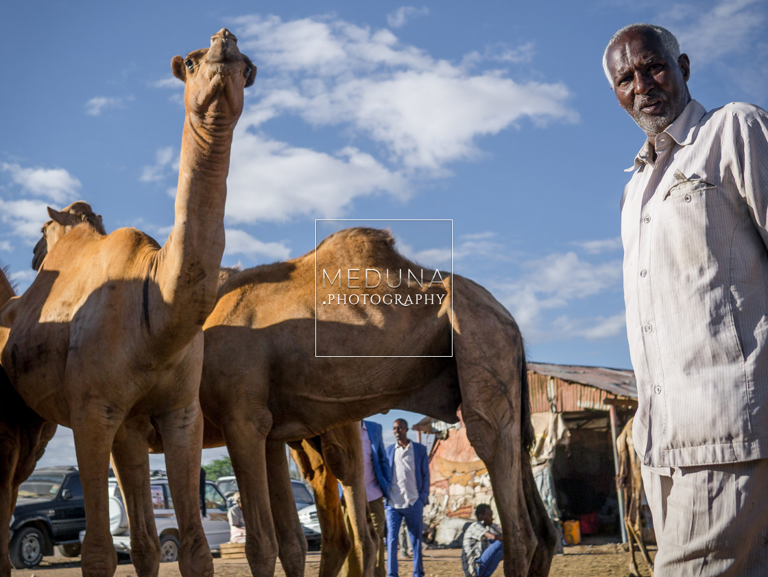 "At the camel market" stock image