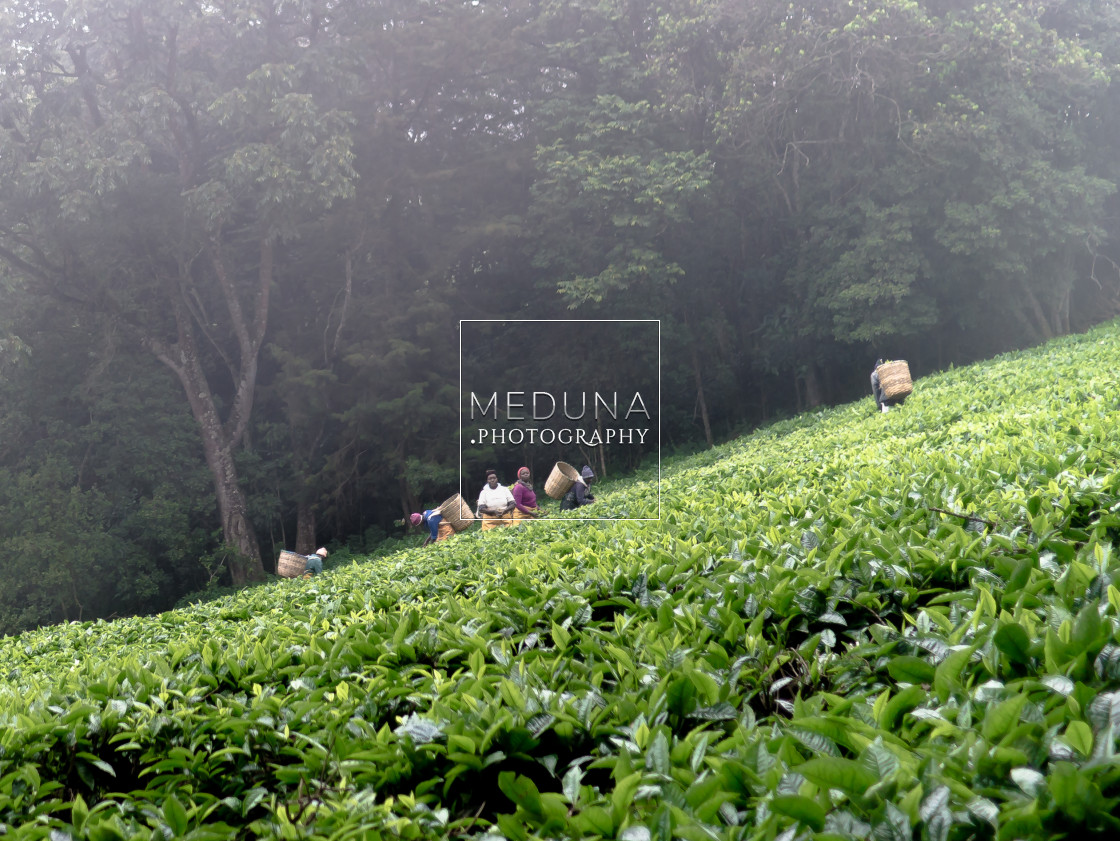 "Tea plantation" stock image