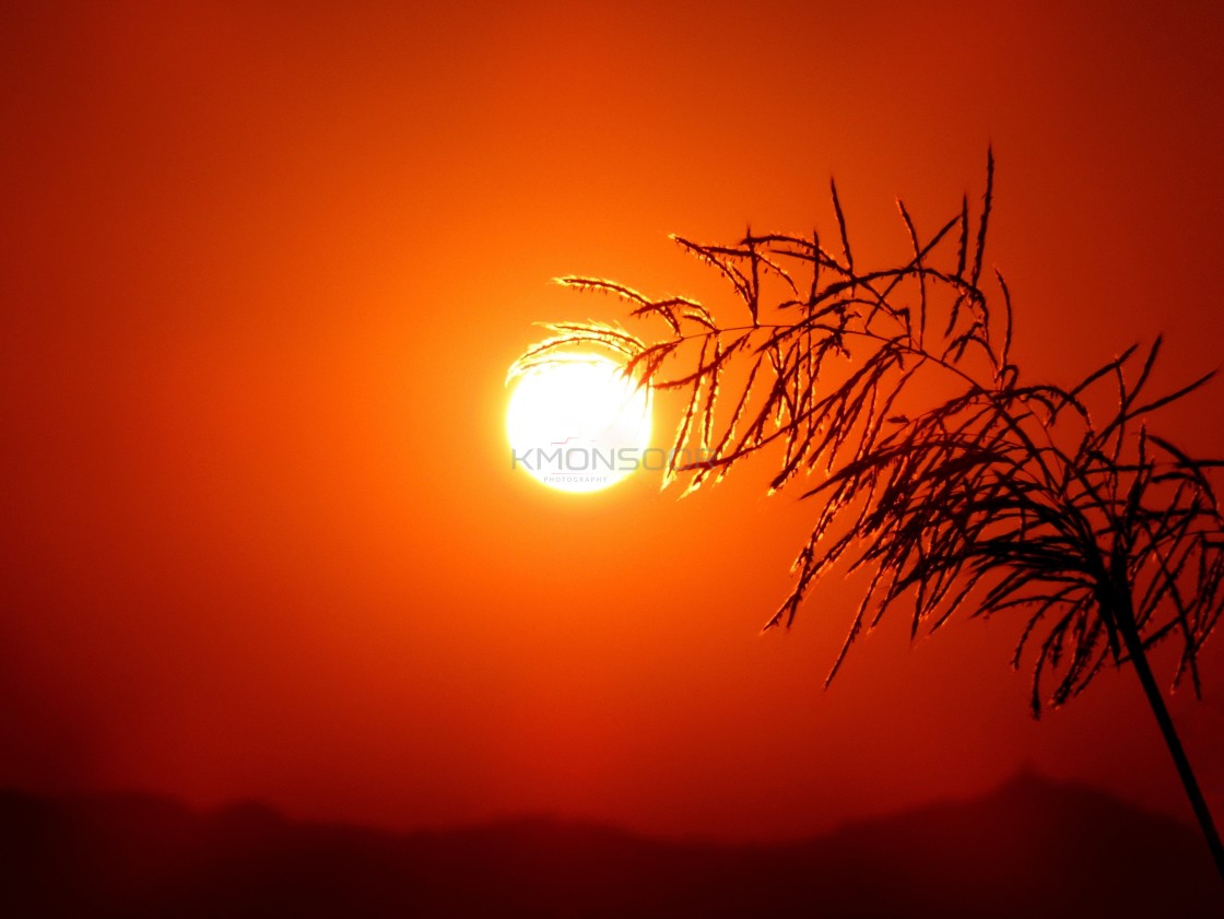 "Atypical "Sun"-flower" stock image