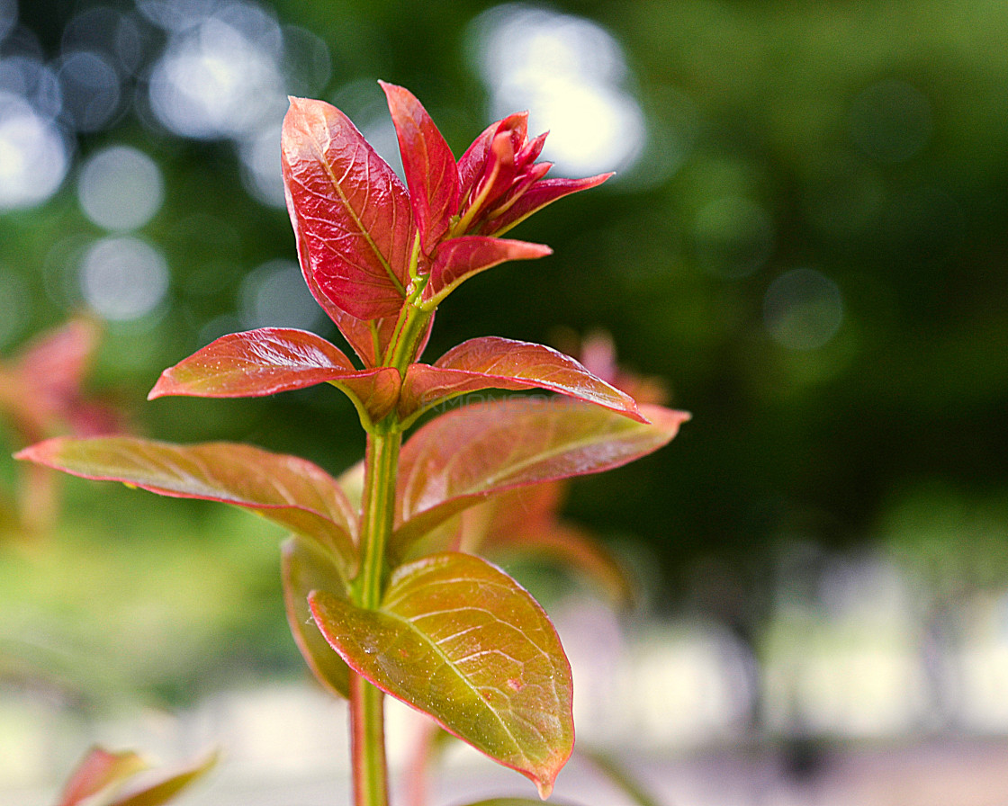 "Red is the new Green" stock image