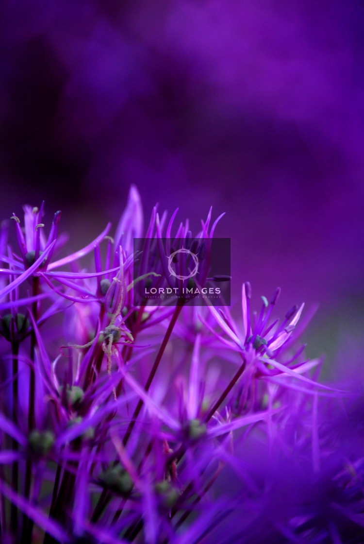 "A Strange Perfume" stock image