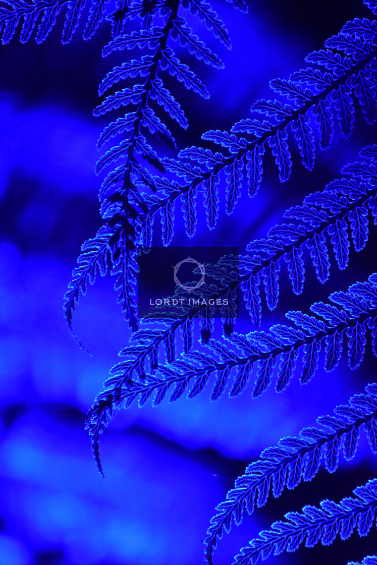 "Fractals in Sapphire" stock image