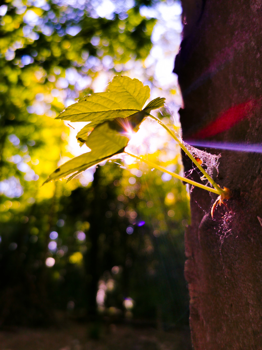 "Sunlight" stock image