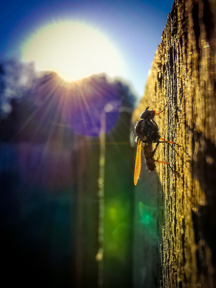 "Fly" stock image