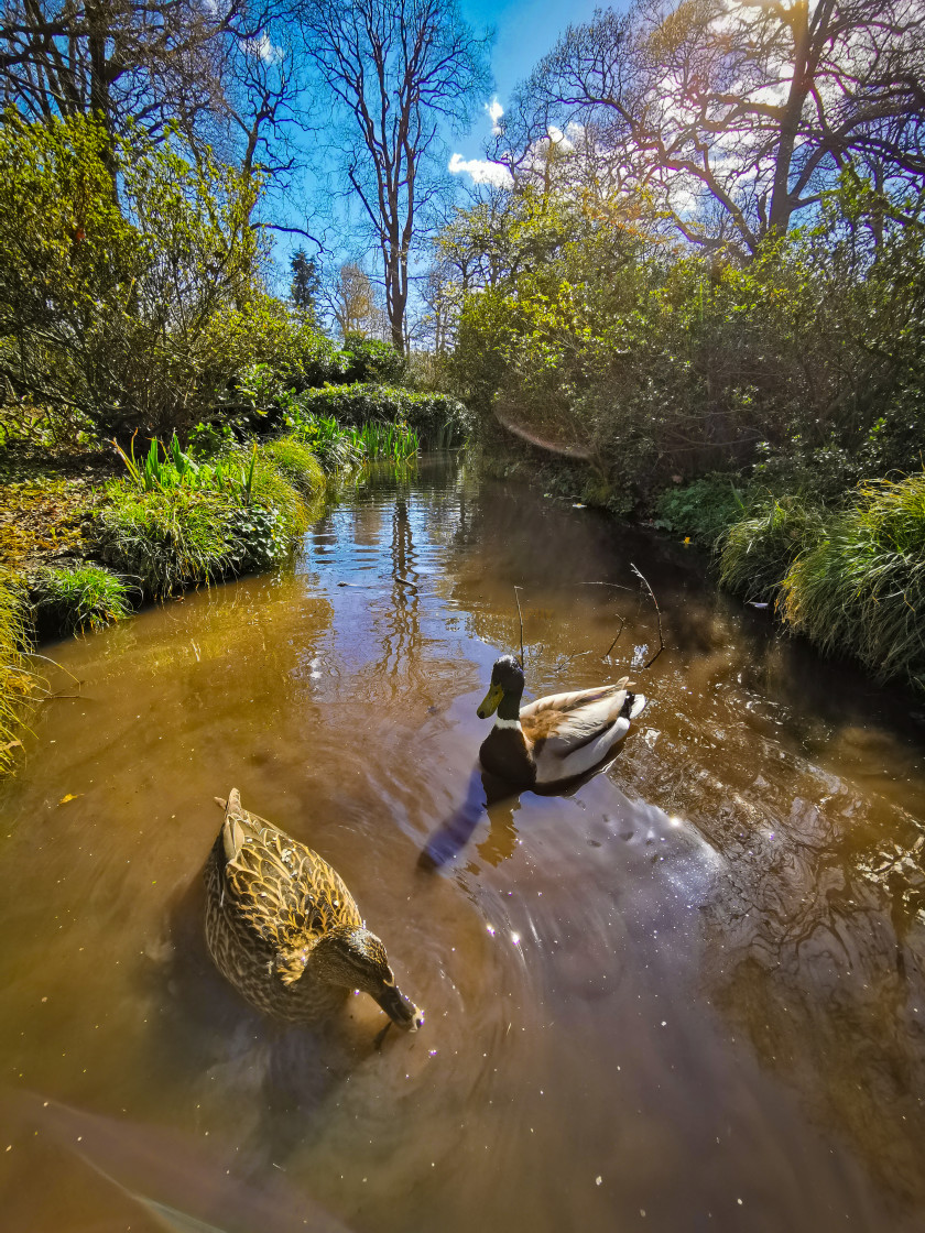 "Ducks" stock image