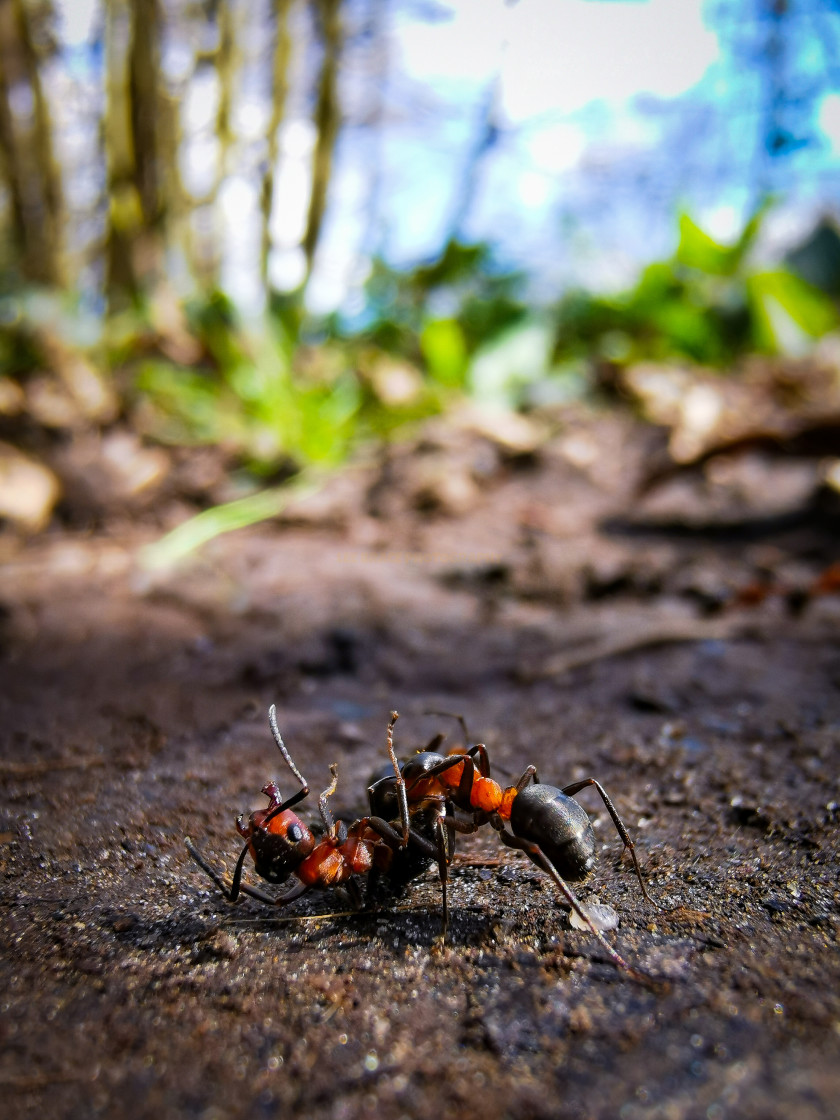 "Ants" stock image