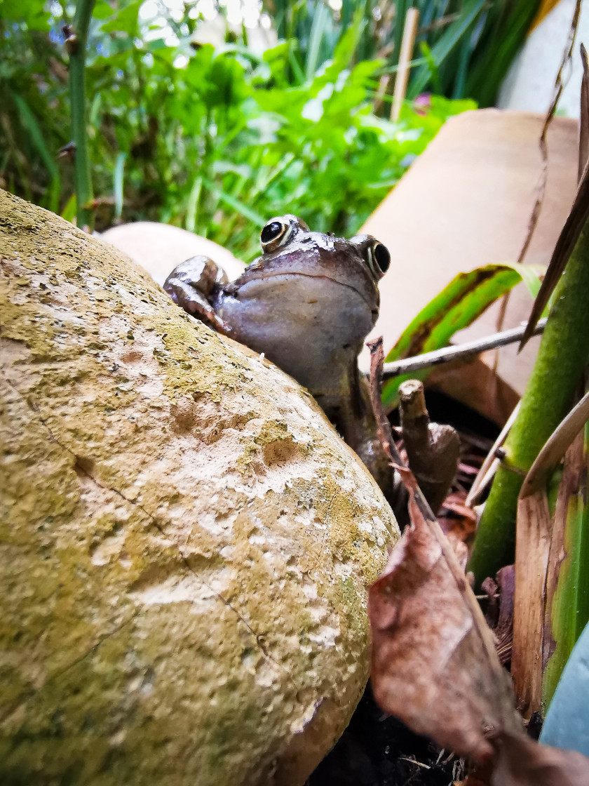 "Frog" stock image