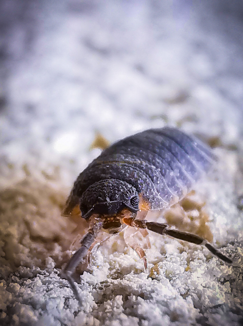 "Woodlouse" stock image