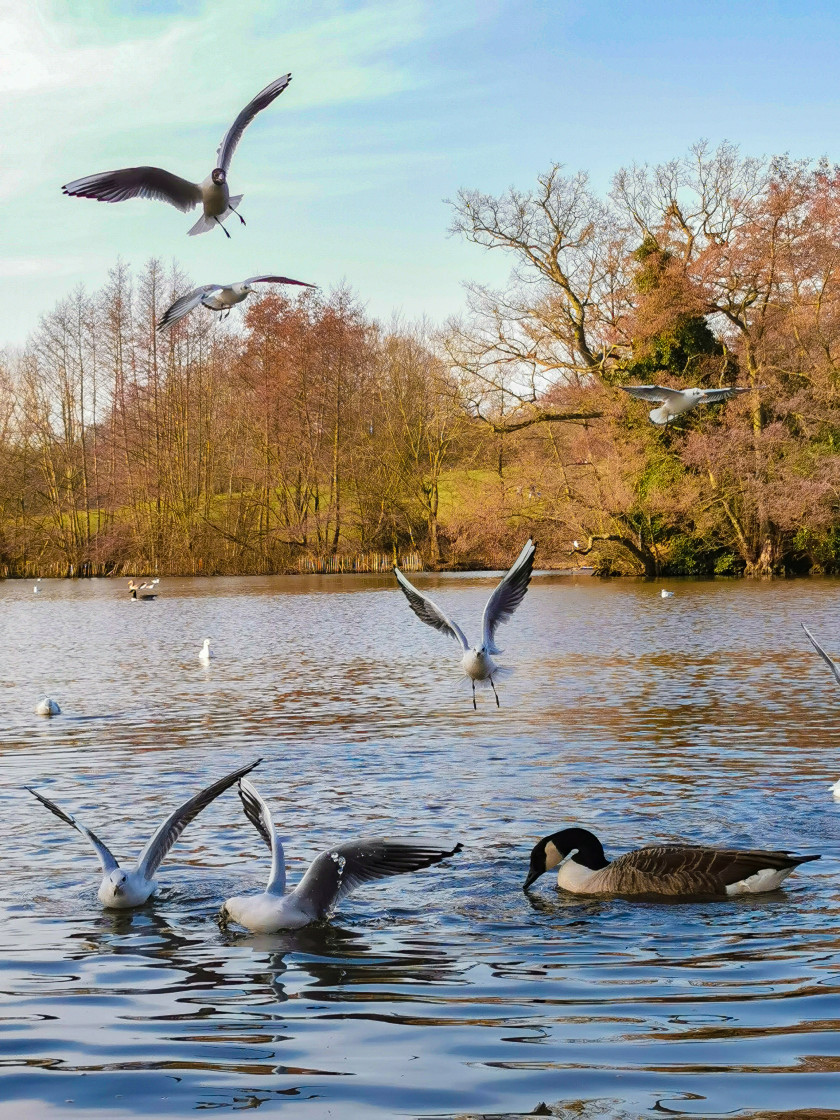 "Birds" stock image