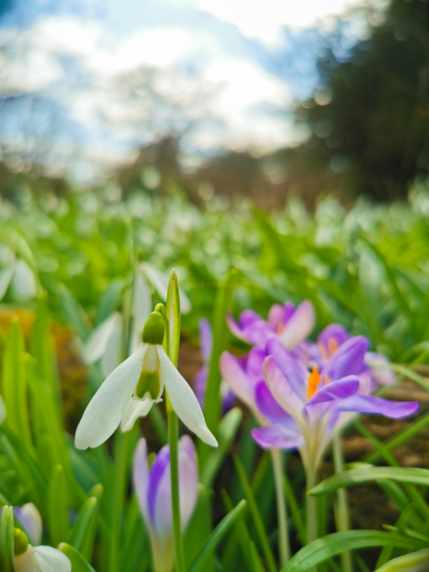 "Snowdrop" stock image