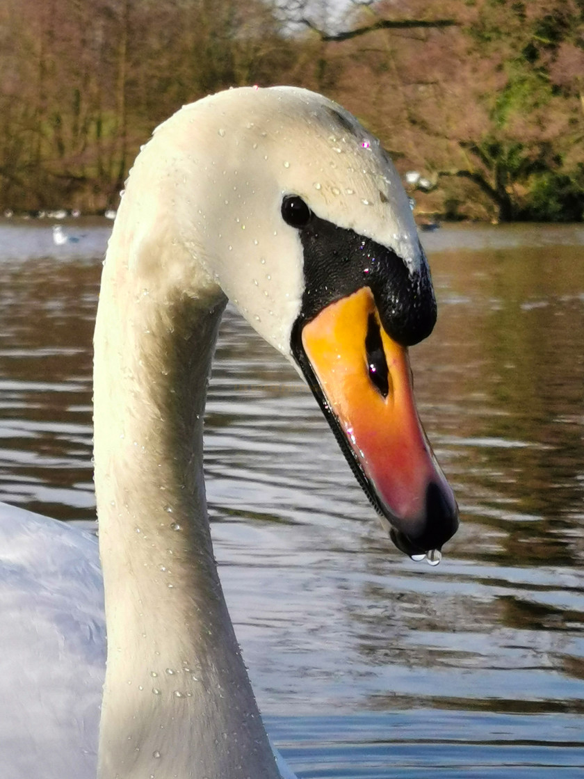 "Swan" stock image