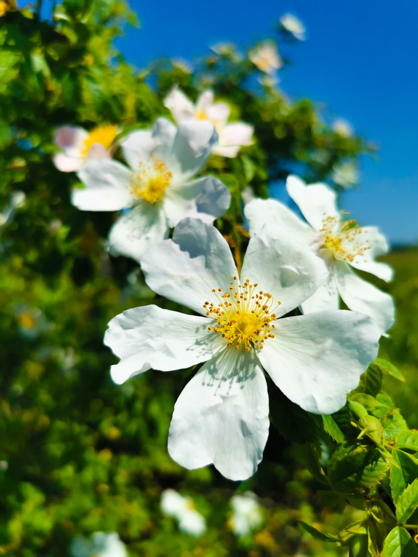 "Yellow and white flowers" stock image